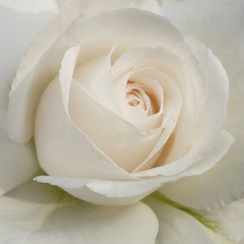 Online rózsa vásárlás - Fehér - teahibrid rózsa - intenzív illatú rózsa - Rosa Annapurna™ - Francois Dorieux II. - Figyelemre méltó, tiszta fehér színű, elegáns virágformájú, illatos rózsa.